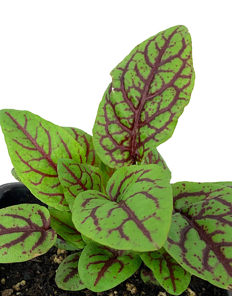 Sorrel 'Blood Veined' 4 Inch