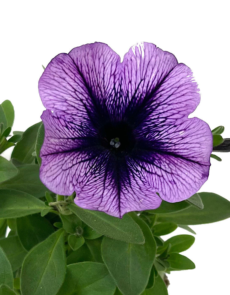 Petunia 'Purple Vein' 4 inch