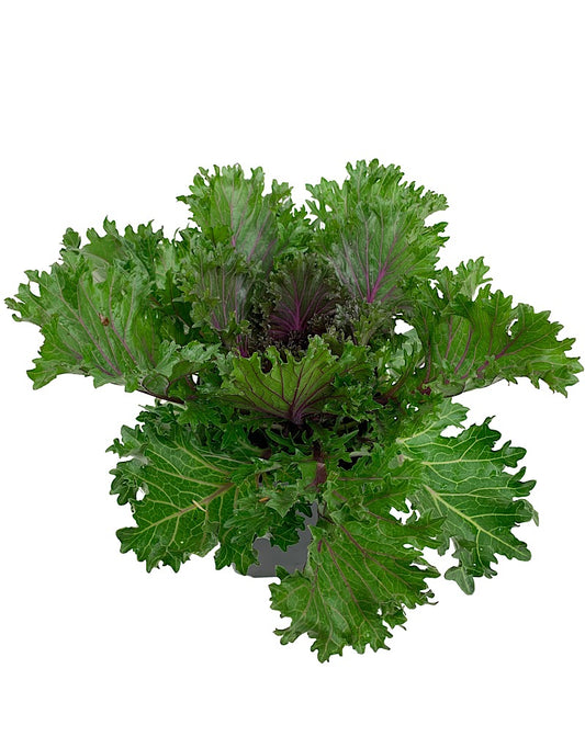 Kale 'Glamour Red'  1 Gallon