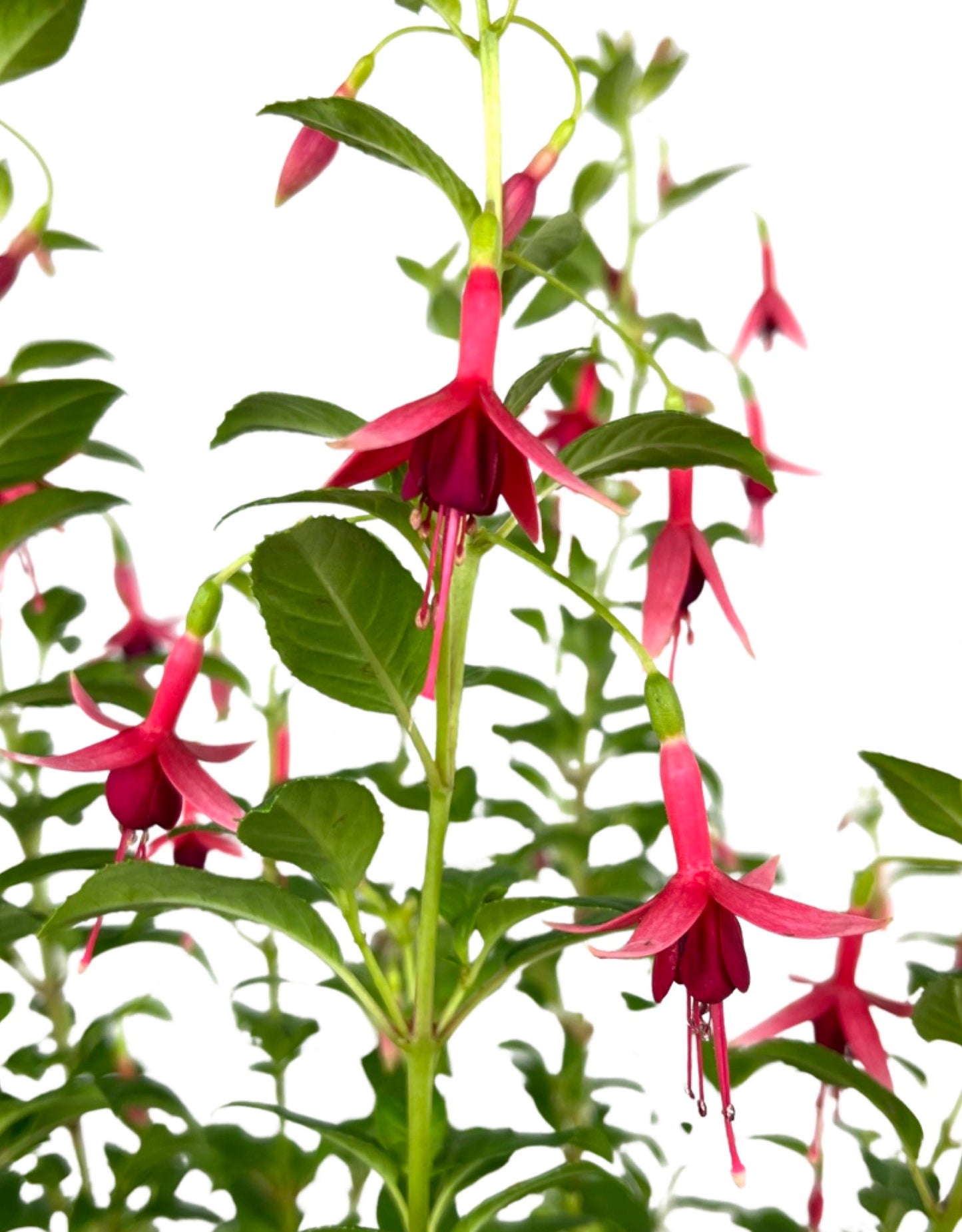 Fuchsia 'Flash' 1 Gallon