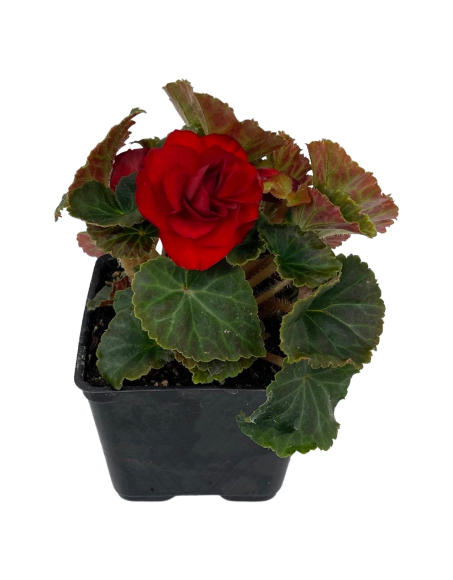 Begonia 'Nonstop Mocca Scarlet' 4 Inch