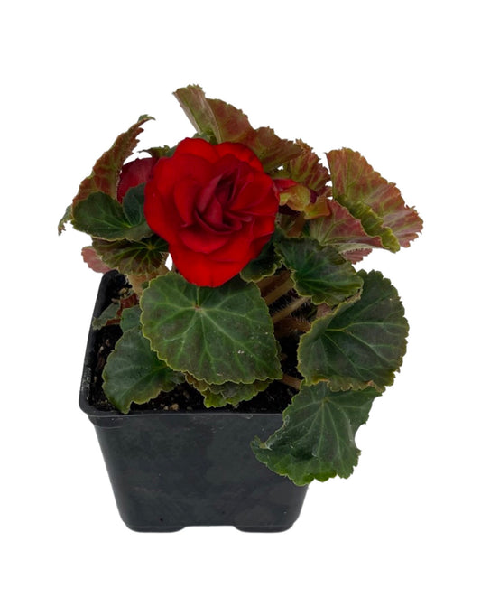 Begonia 'Nonstop Mocca Scarlet' 4 Inch