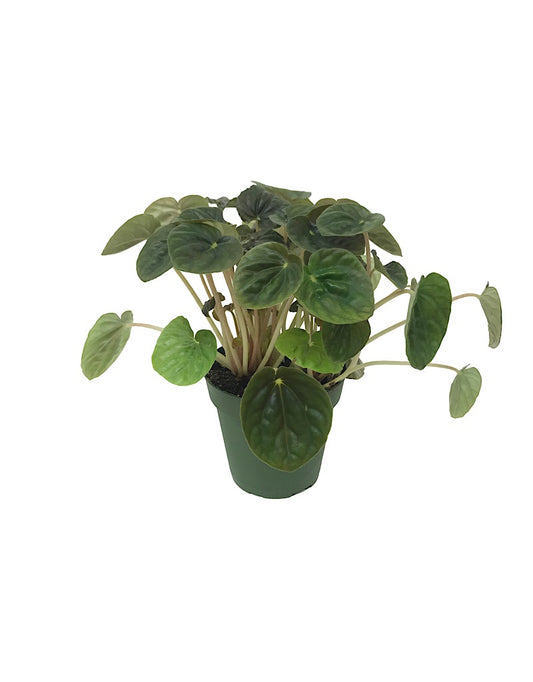 Peperomia c.  €˜Ripple   4 inch