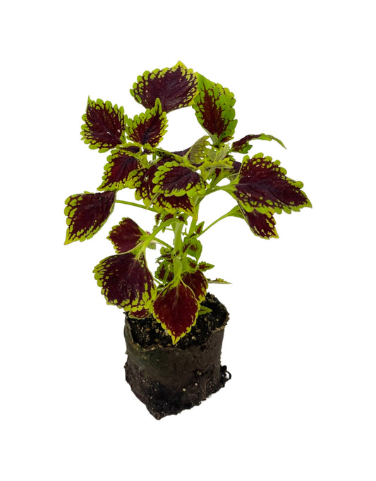 Coleus 'Oxford Street' 4 Inch