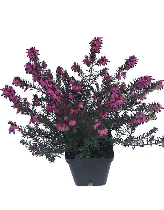 Calluna vulgaris 'Dark Red'- 4 inch