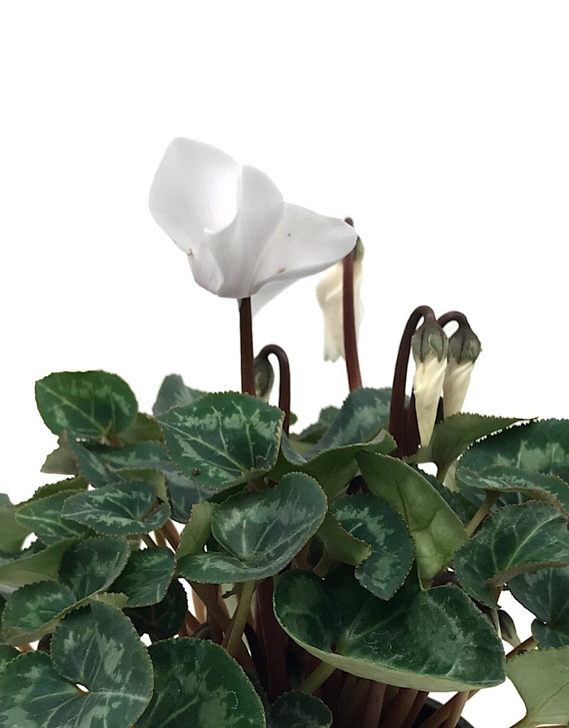 Cyclamen 'Laser Synchro White'  4 inch