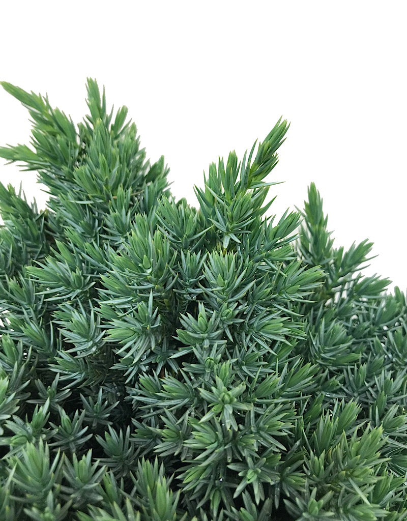 Juniperus squamata 'Blue Star'