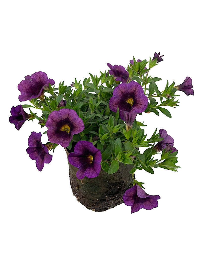 Calibrachoa  €˜Hula Amethyst' 4 Inch