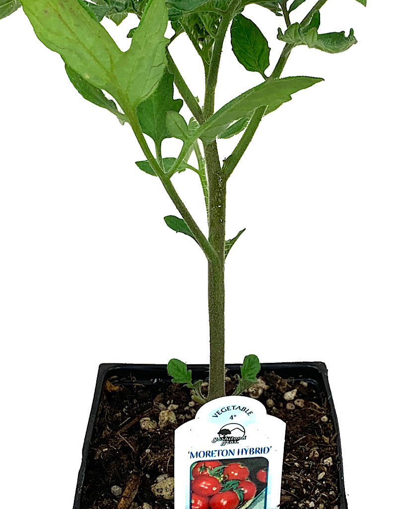 Tomato 'Moreton Hybrid'  4 inch