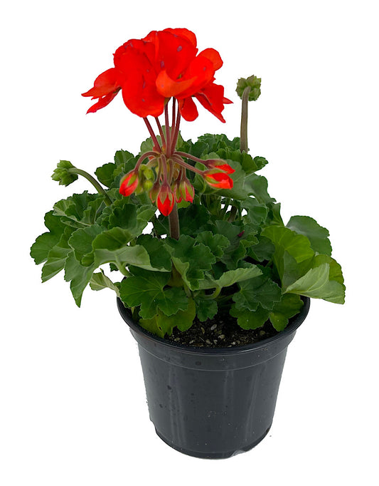 Geranium Zonal 'Presto Orange'