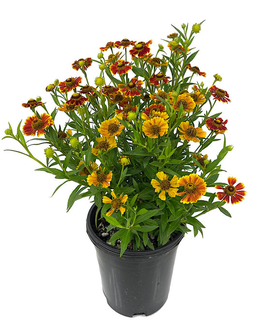 Helenium 'Salud Embers' 1 Gallon