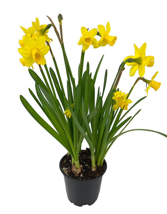 Narcissus 'Tete-a-Tete'