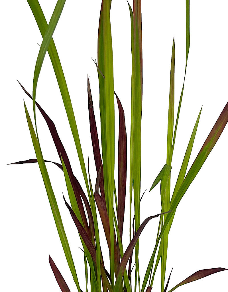 Imperata cylindrica 'Red Baron' 4 Inch