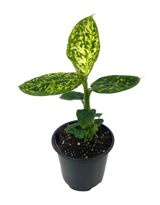 Dieffenbachia 'Reflector' Quart