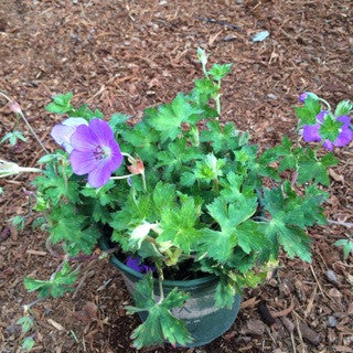 Geranium 'Rozanne' 1 Gallon