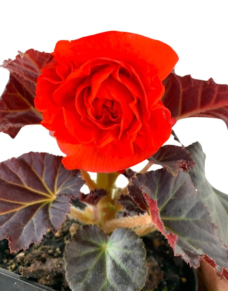 Begonia 'Nonstop Mocca Orange' 4 Inch