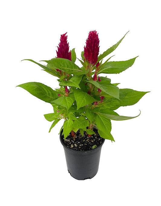 Celosia 'First Flame Red' 1 Gallon