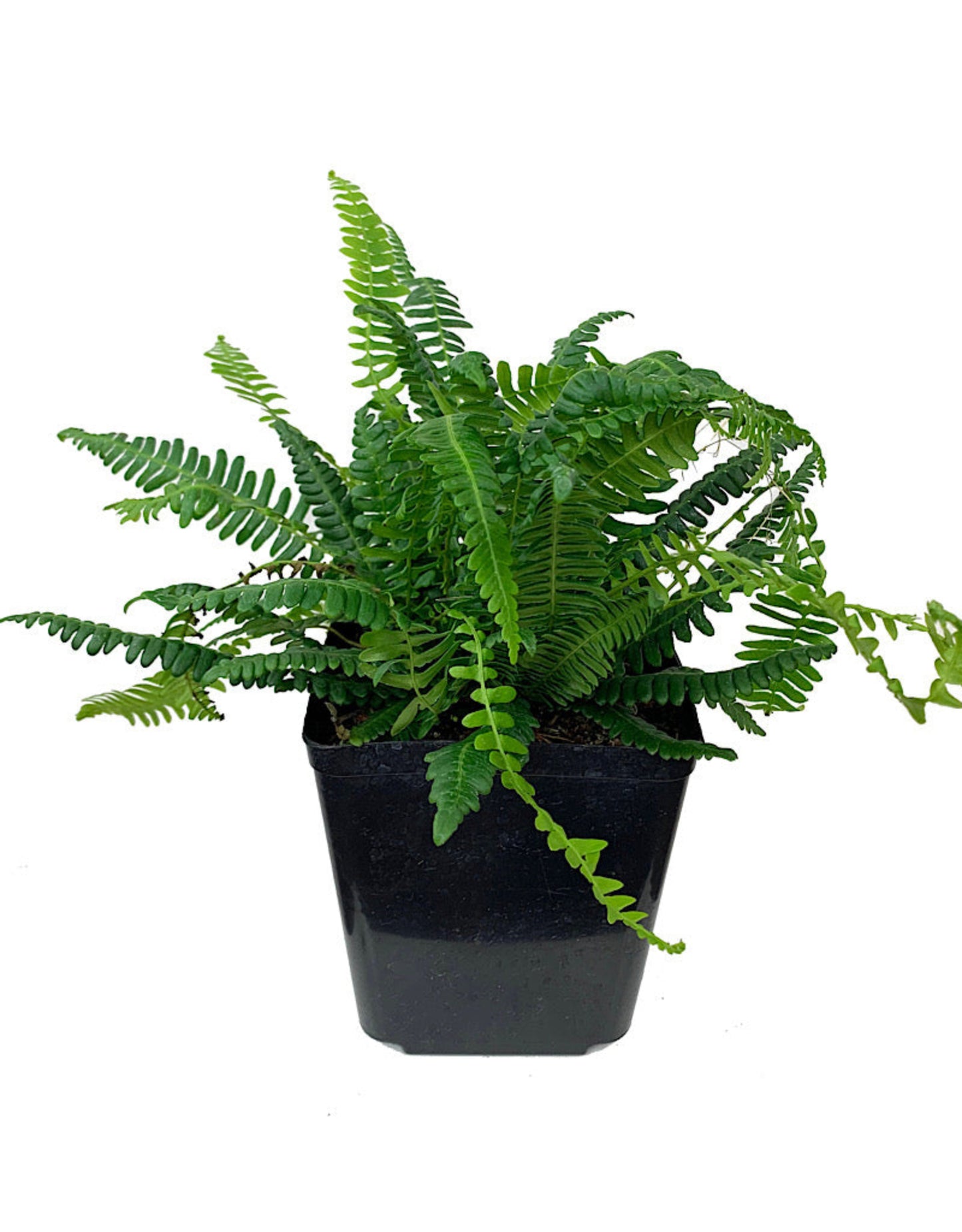 Blechnum spicant 'Deer Fern'