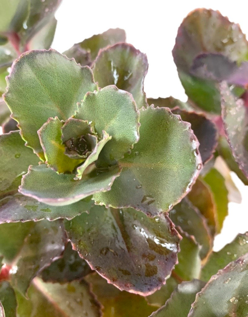 Sedum 'Night Embers' Quart