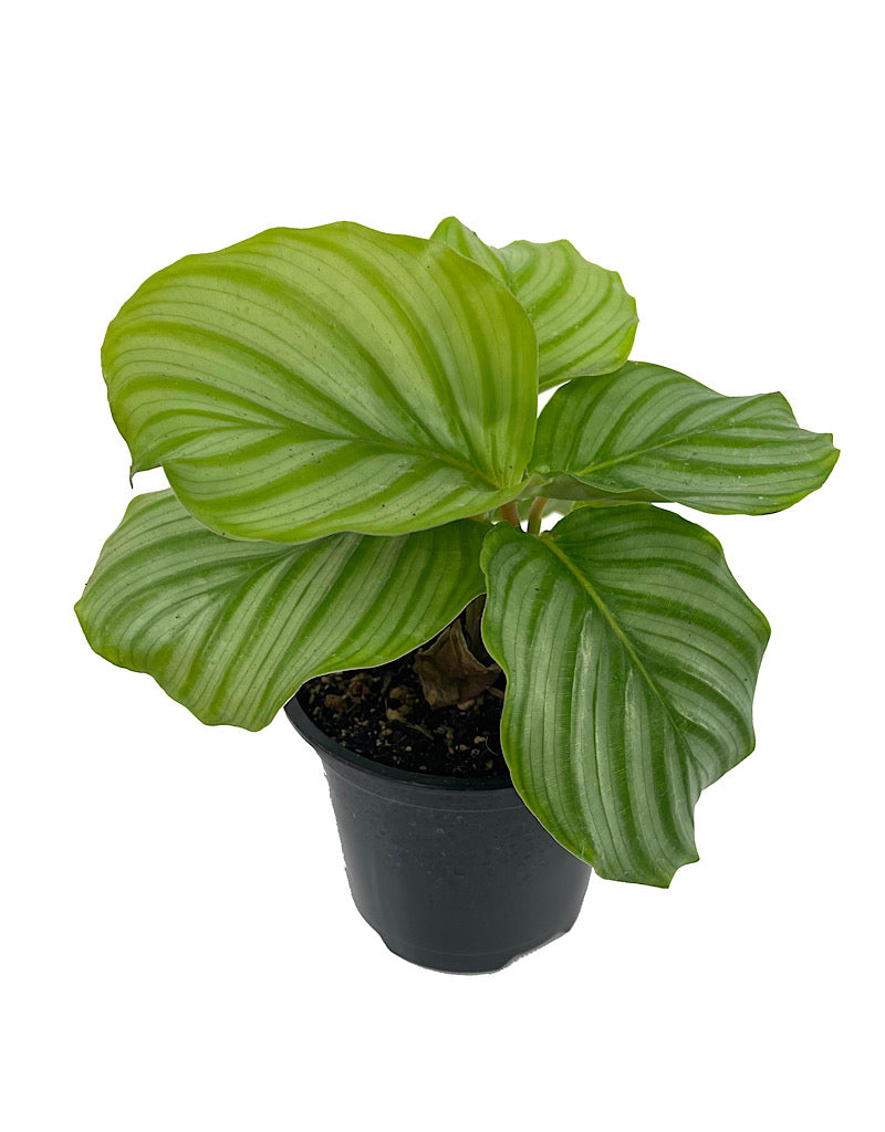 Calathea orbifolia Quart