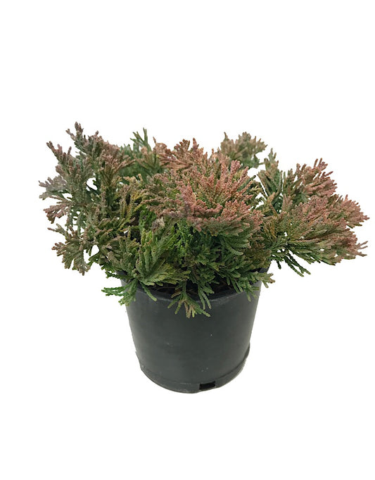 Juniperus horizontalis 'Mother Lode'  4 Inch