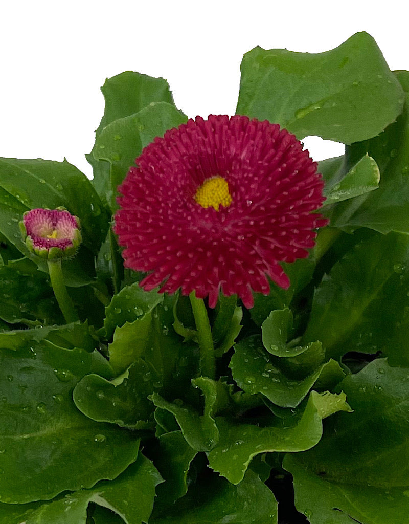 Bellis p. 'Tasso Red' 4 inch