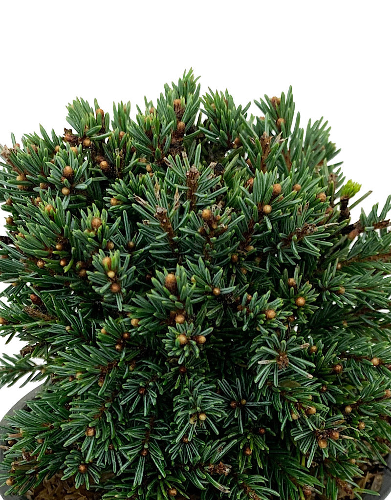 Picea glauca 'Echiniformis' 4 Inch