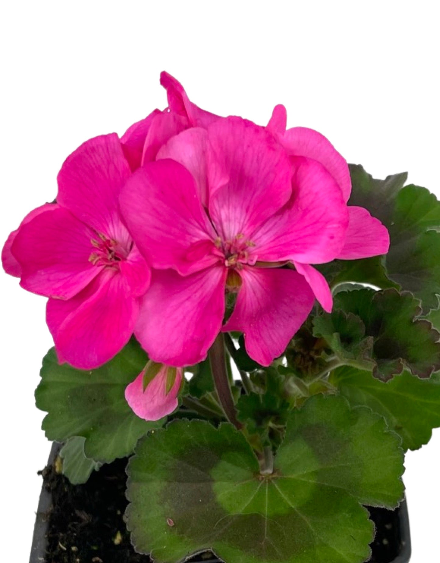 Geranium Zonal 'Tango Deep Pink' 4 Inch