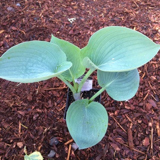 Hosta 'Hadspen Blue' 4 inch