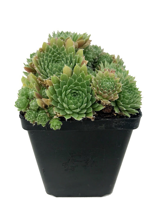 Sempervivum 'Red Nails'  4 inch