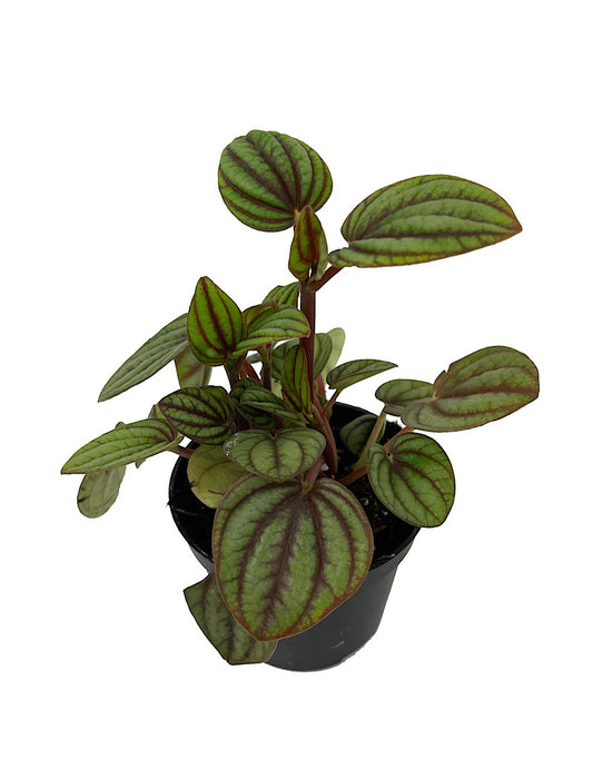 Peperomia  €˜Piccolo Banda' 2 Inch