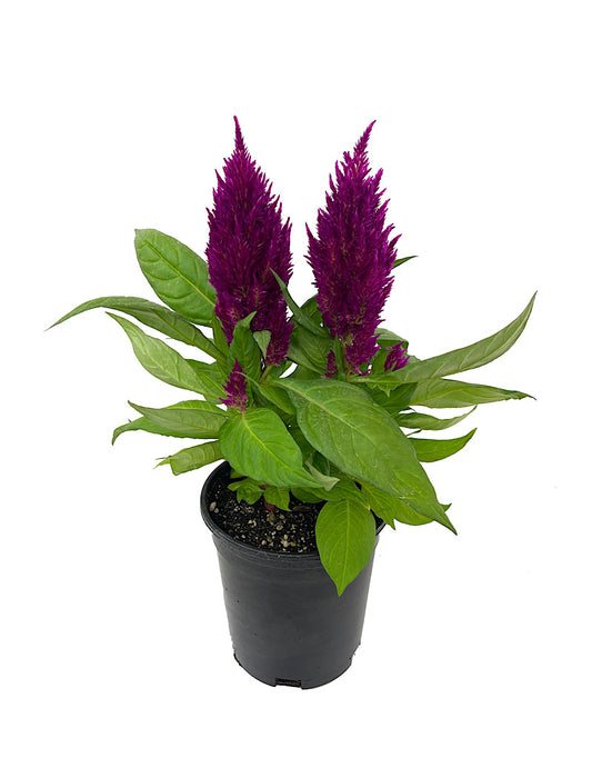 Celosia 'First Flame Purple' 1 Gallon