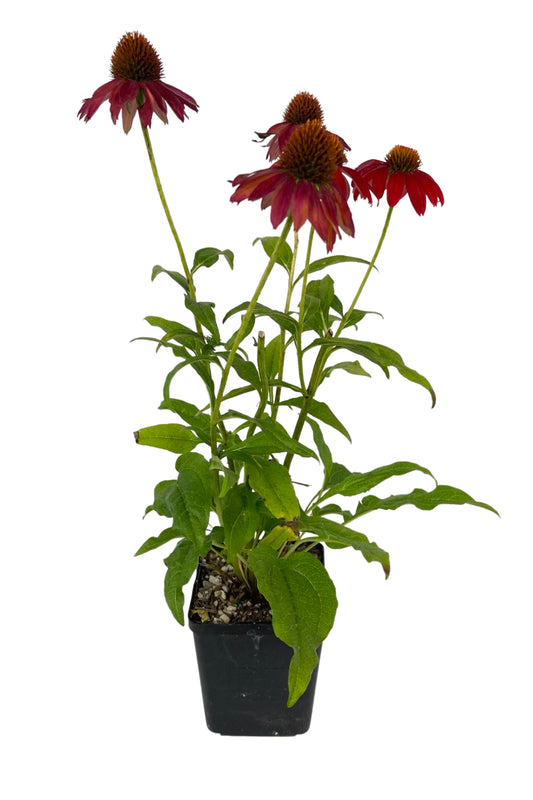 Echinacea 'Sombrero Salsa Red' Quart