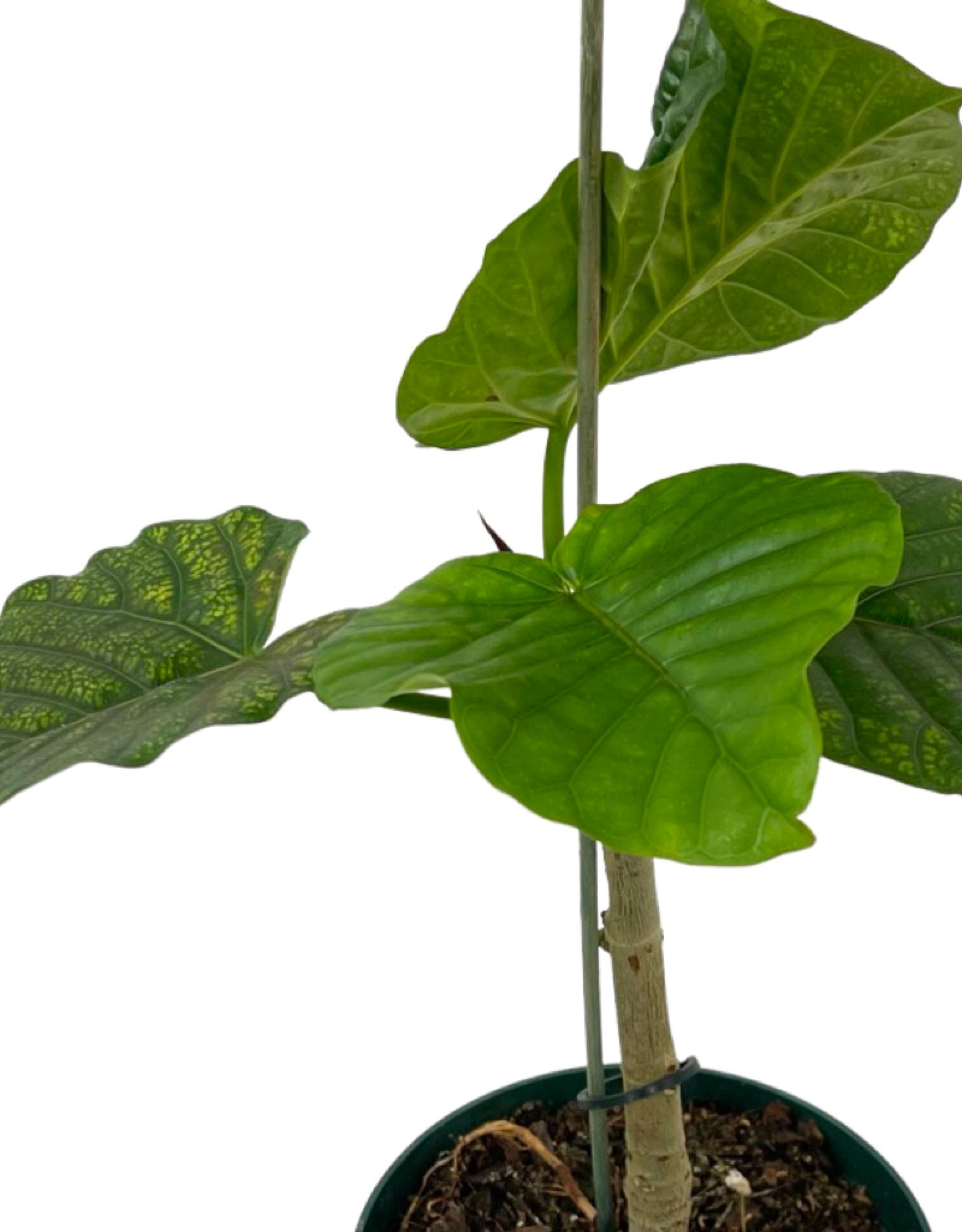 Ficus umbellata 6 Inch