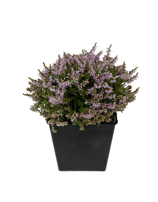 Calluna 'Jan Dekker' Quart