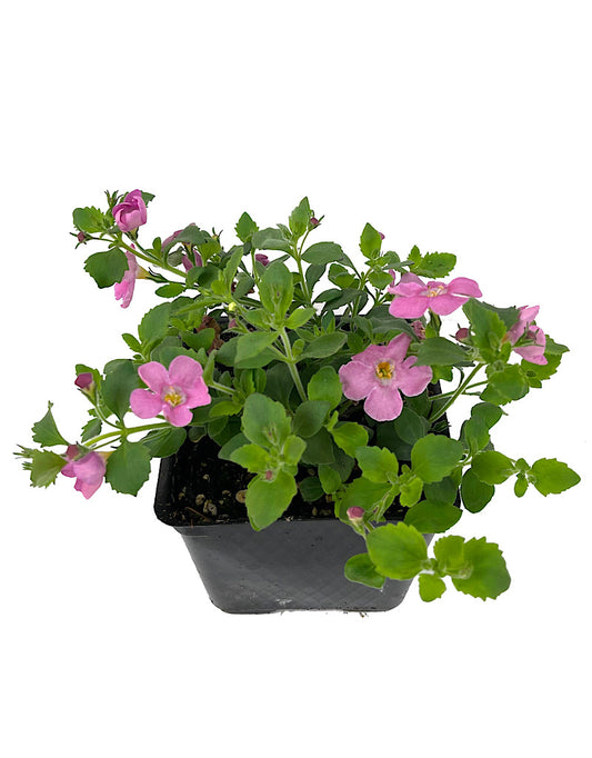 Bacopa 'Megacopa Pink' 4 Inch