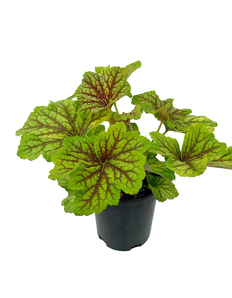 Heuchera 'Red Lightning'