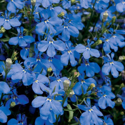 Lobelia 'Lucia Dark Blue' 4 Inch