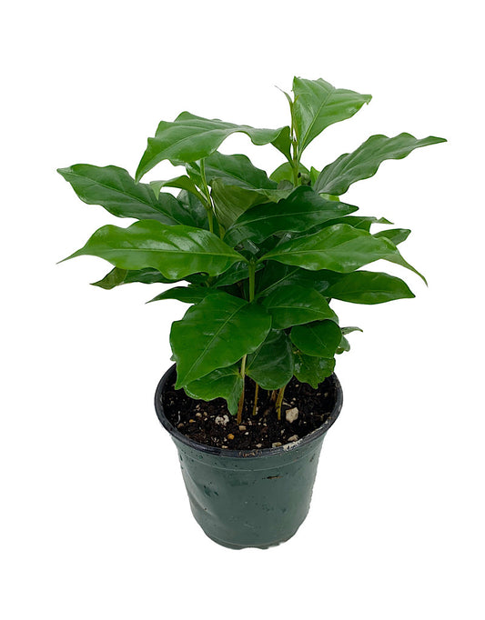 Coffea arabica 4 Inch