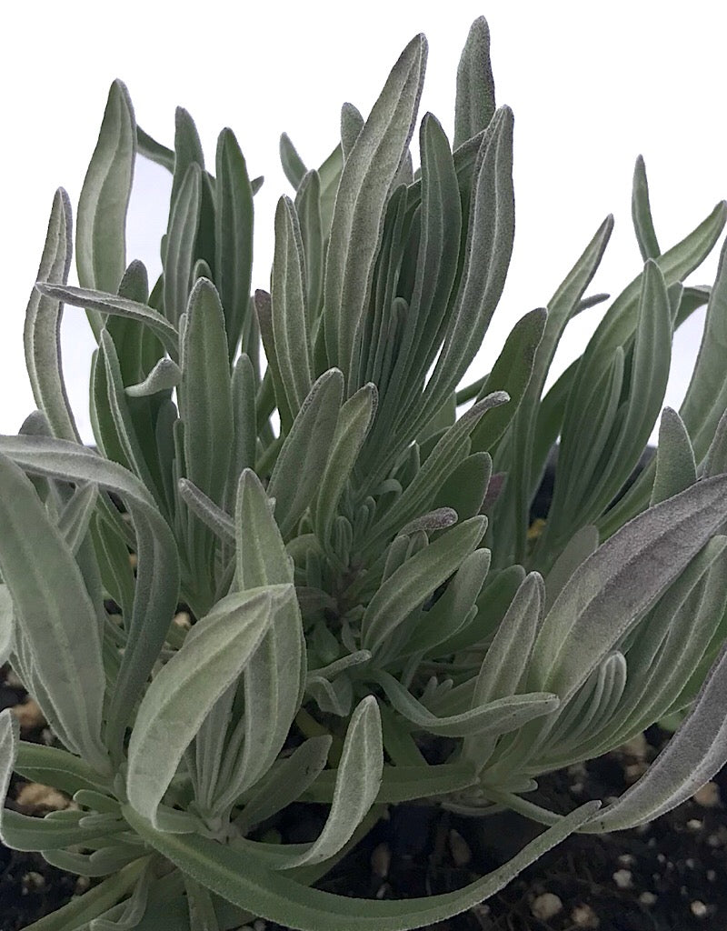 Lavandula i. 'Provence' 4 inch