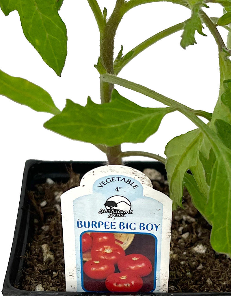 Tomato 'Burpee Big Boy' 4 Inch