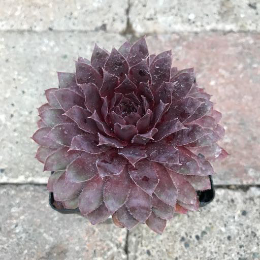 Sempervivum 'Royal Ruby' 4 inch