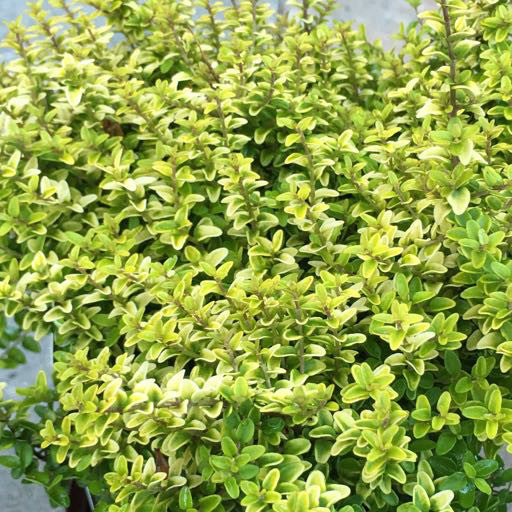 Lonicera nitida 'Twiggy'- Quart